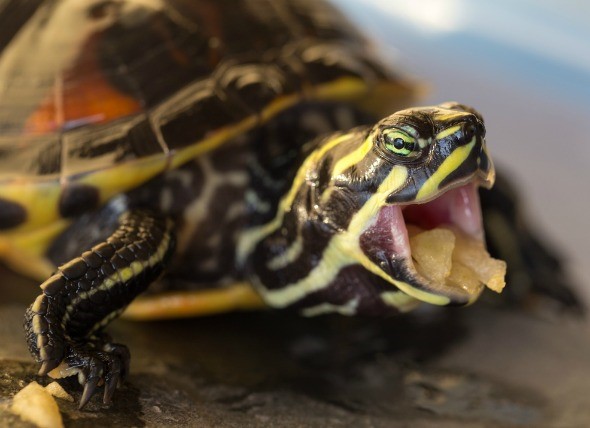 Terrapin Things: A Guide to Terrapin Care