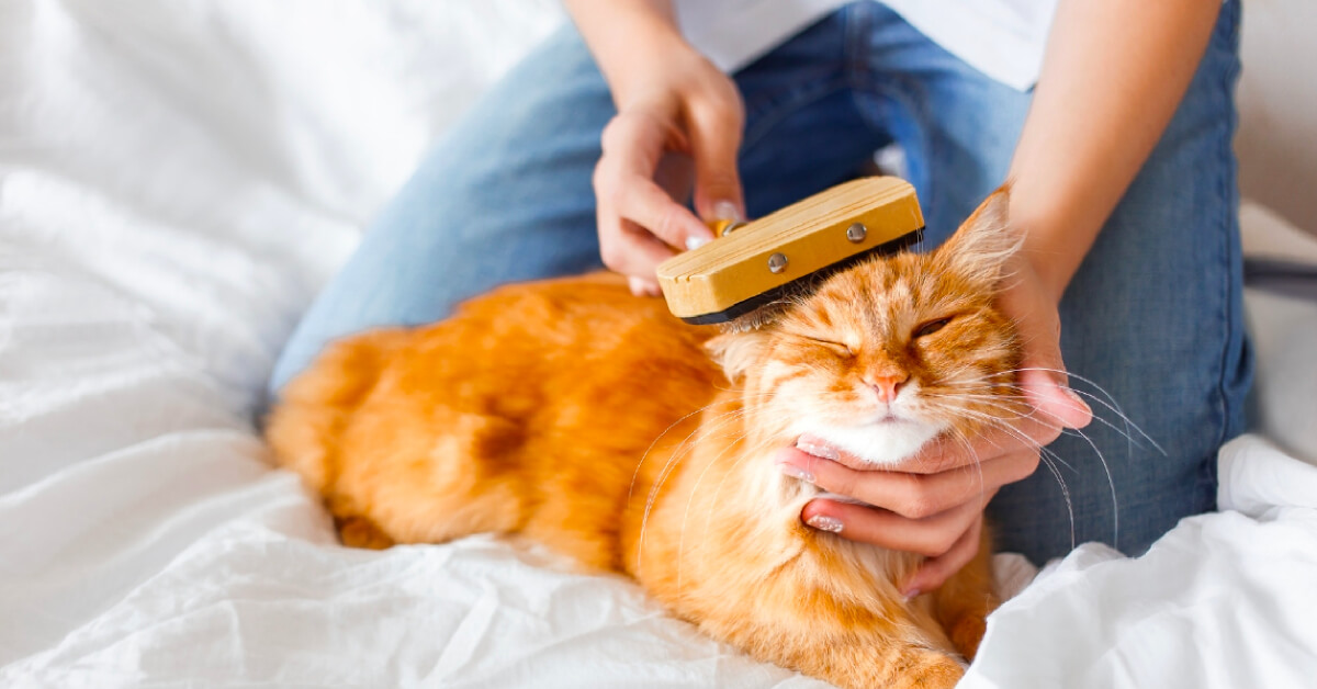  The Perks of Professional Pet-Grooming