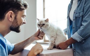 3 Tips for a Fuss-Free Visit to the Vet