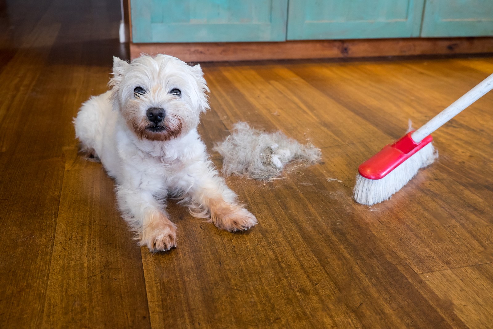 3 Ways To Prevent Flea Infestations At Home
