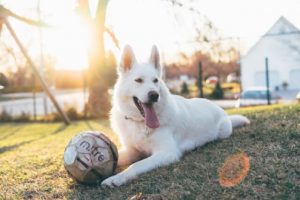 4 Fuss-Free Ways to Raising a Happy Pup