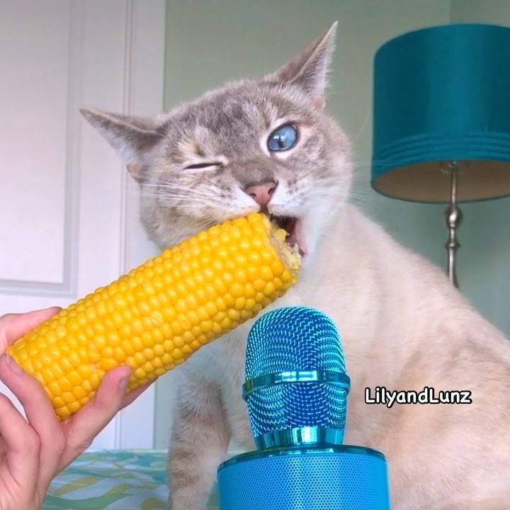 5 ASMR Pets To Follow On Instagram To Brighten Up Your Day