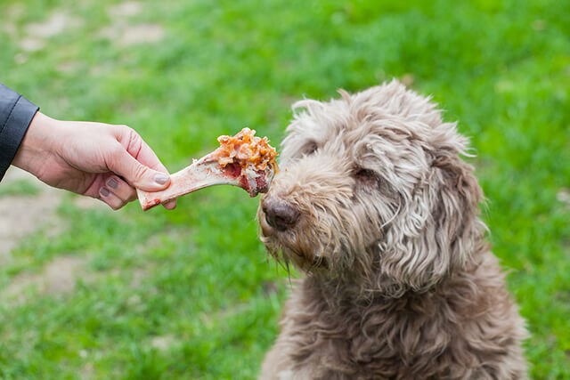 5 Festive Foods All Pets Should Avoid