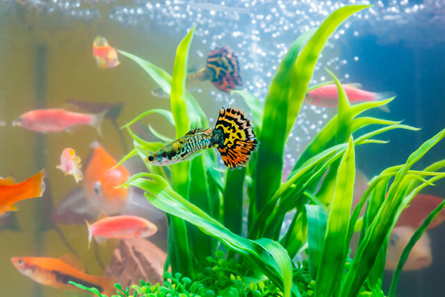 5 Fish Breeds for First-Time Fish Keepers