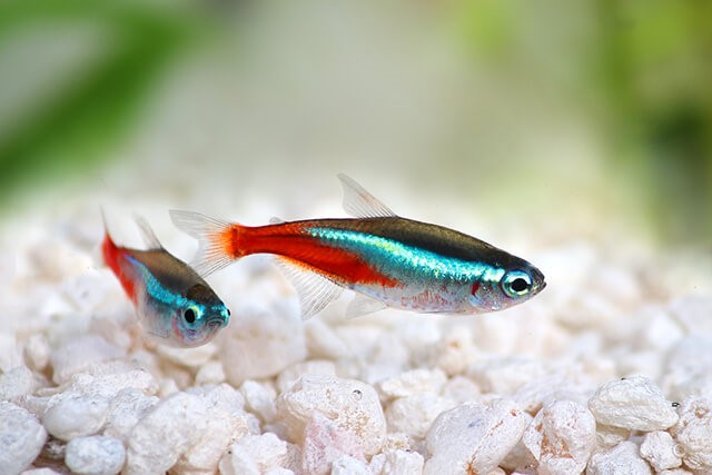 5 Fish Breeds for First-Time Fish Keepers