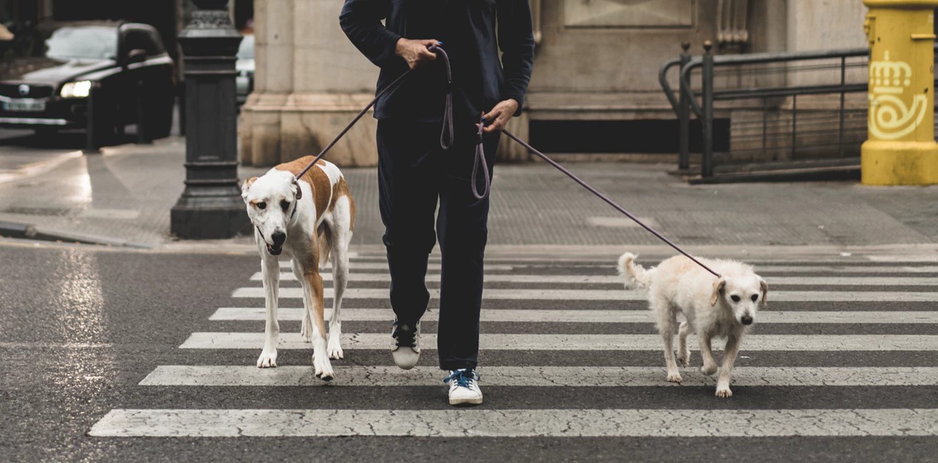 5 Things You're Doing Wrong When Walking Your Dog
