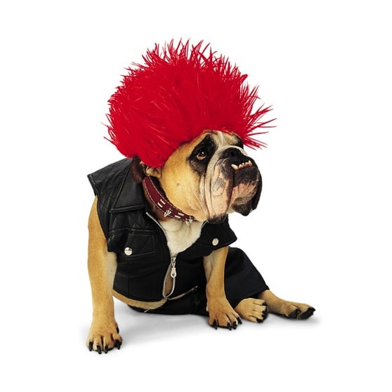 6 Pet Costumes to Get Your Furkid Ready for Howl-o-ween