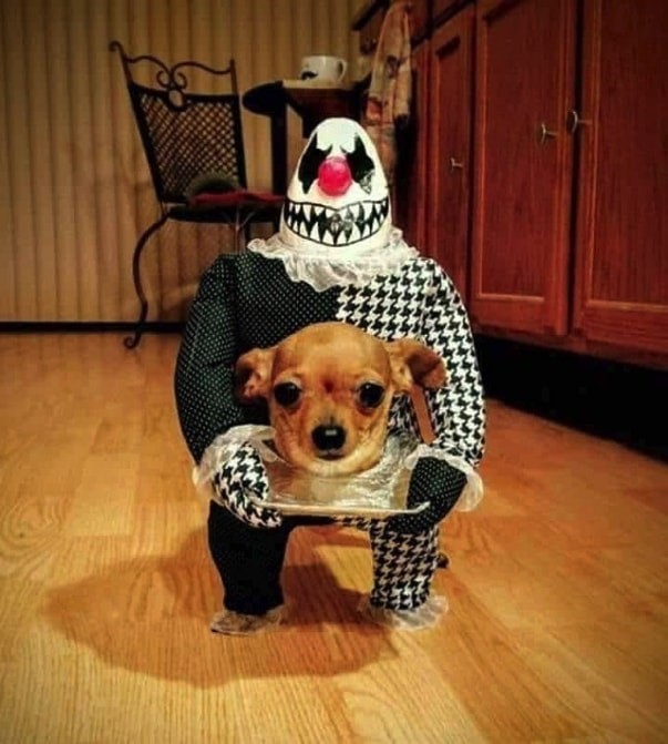 6 Pet Costumes to Get Your Furkid Ready for Howl-o-ween