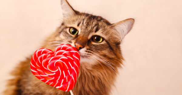 6 Valentine’s Day Gift Ideas for Your Pet