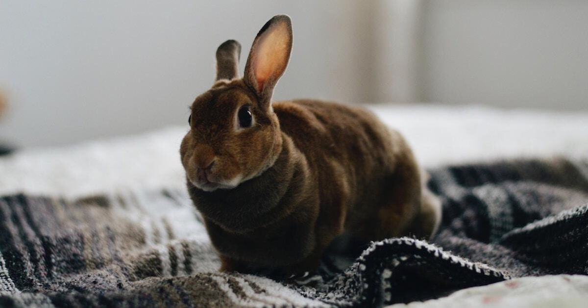 7 Common Signs That Your Rabbit Is Happy & Healthy