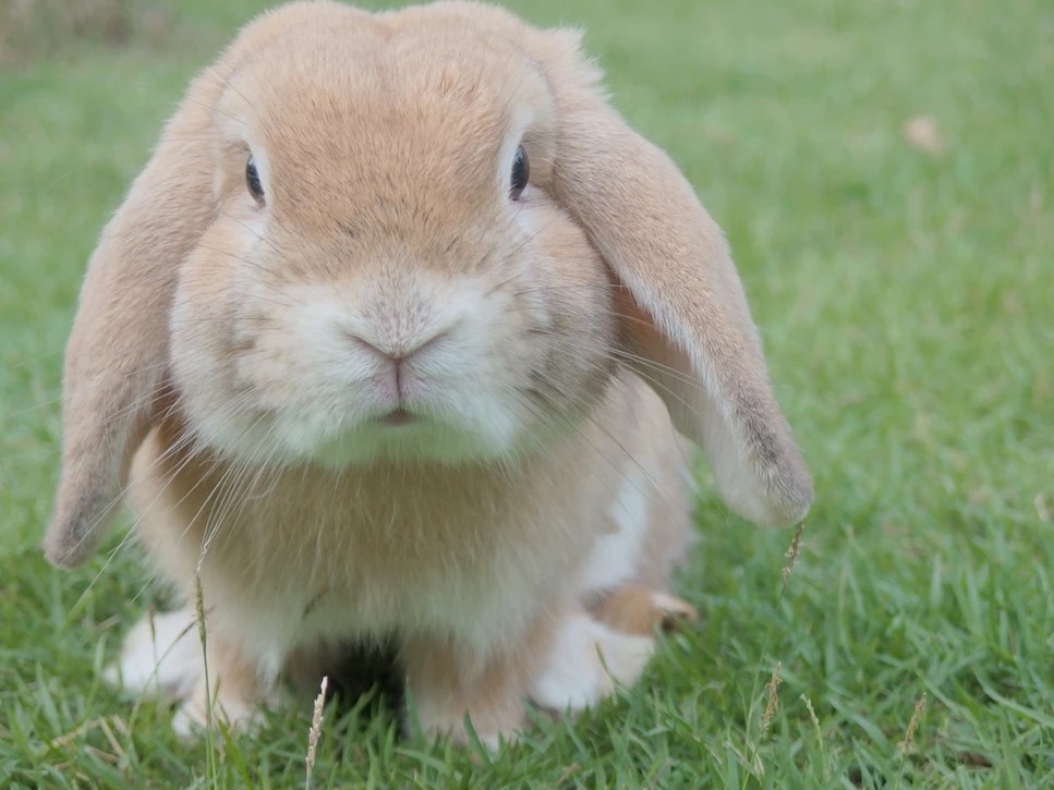7 Common Signs That Your Rabbit Is Happy & Healthy