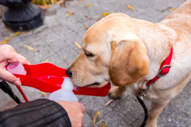 7 Must-Own Pet Products for Every Dog Owner