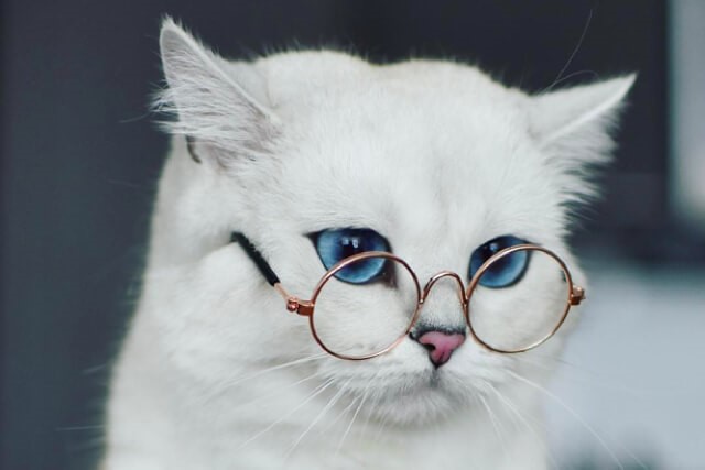 8 Animal IG Accounts to Follow for Your Daily Dose of Fluff