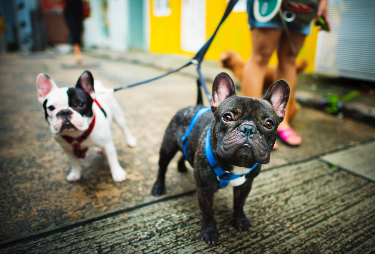 8 Quirky Pet Laws From Around the World