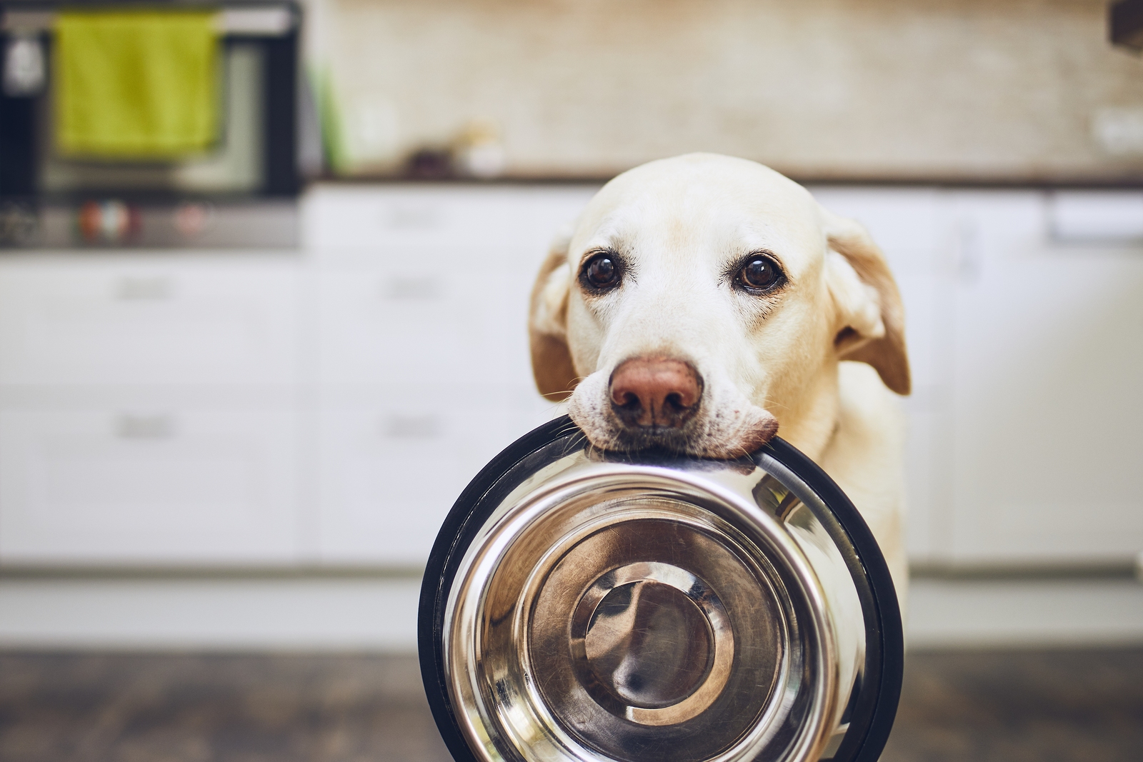 9 Common Human Foods That Is Surprisingly Good For Your Dogs