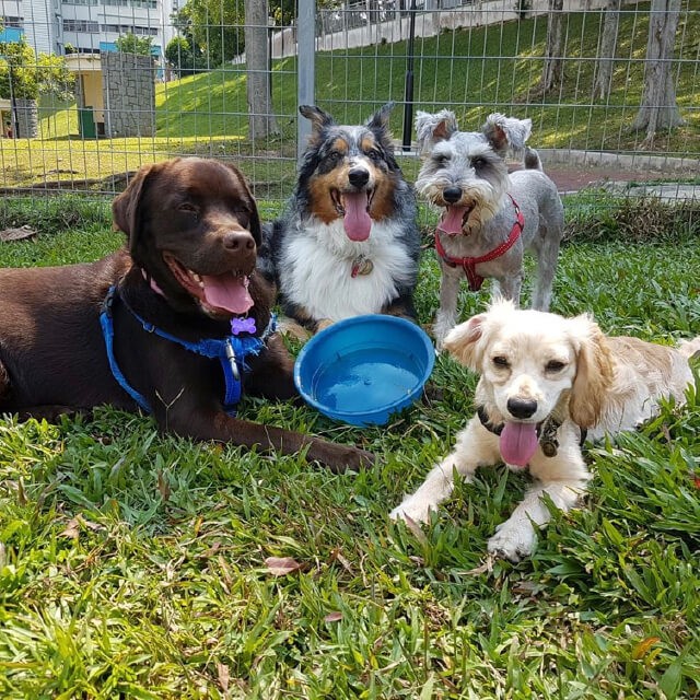 A Dog Owner’s Checklist for Pet Boarding Services in Singapore