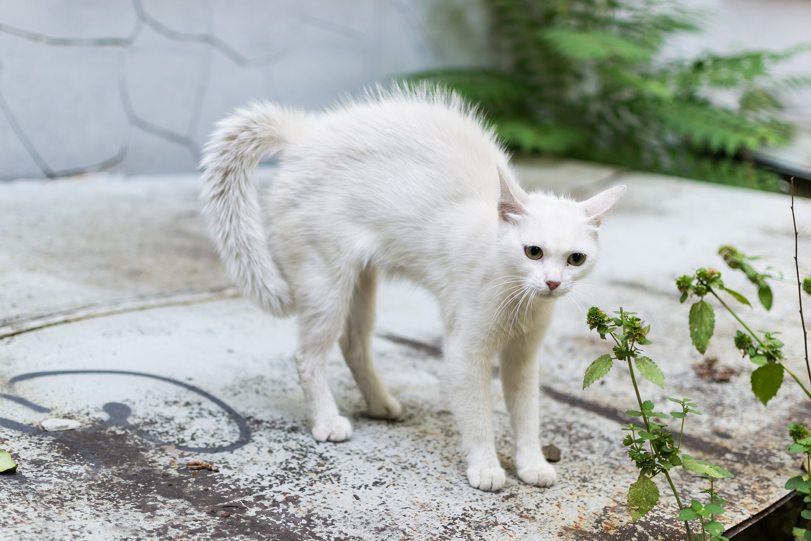 A Guide to Approaching Stray Cats Safely