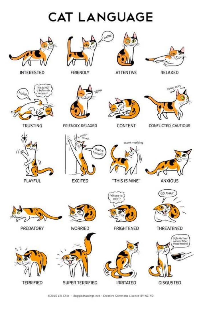 A Guide to Befriending a Feline