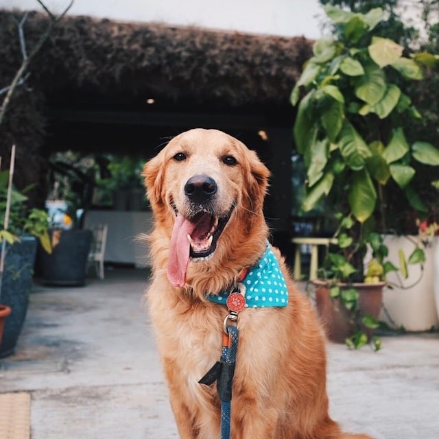 A Pawrent’s Guide: 5 Hidden Pet-Friendly Cafés to Explore in the New Year