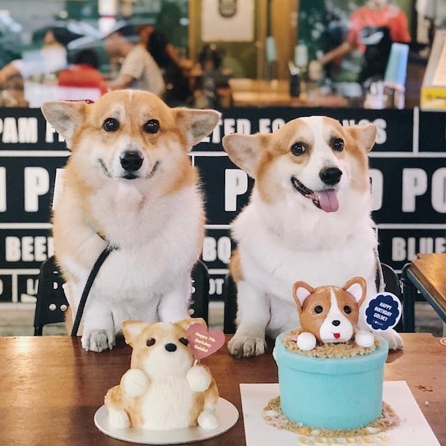 A Pawrent’s Guide: 5 Hidden Pet-Friendly Cafés to Explore in the New Year
