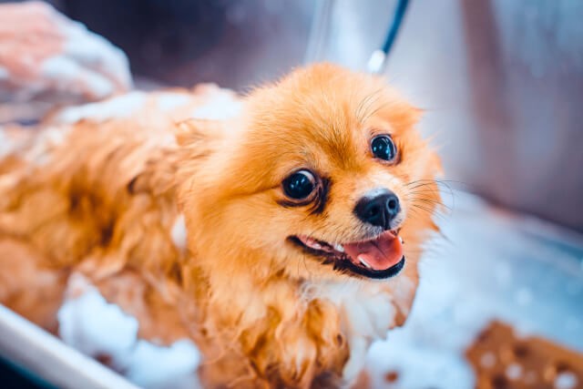 Choosing the Right Shampoo for Your Dog