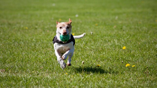 Choosing the Right Shampoo for Your Dog