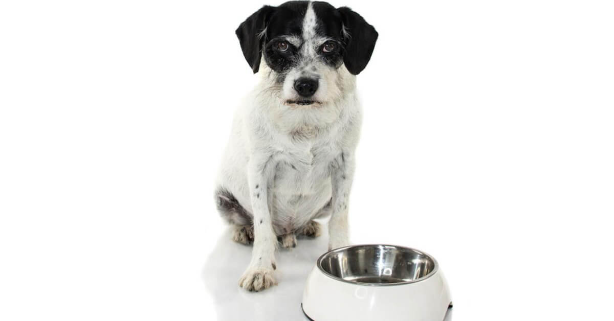 Dog Food Aggression: What It Is And How To Prevent It
