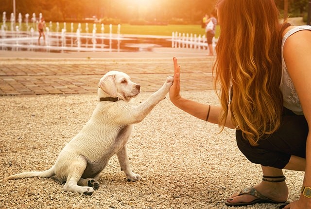 Dog-Speak: What It Means and Its Benefits