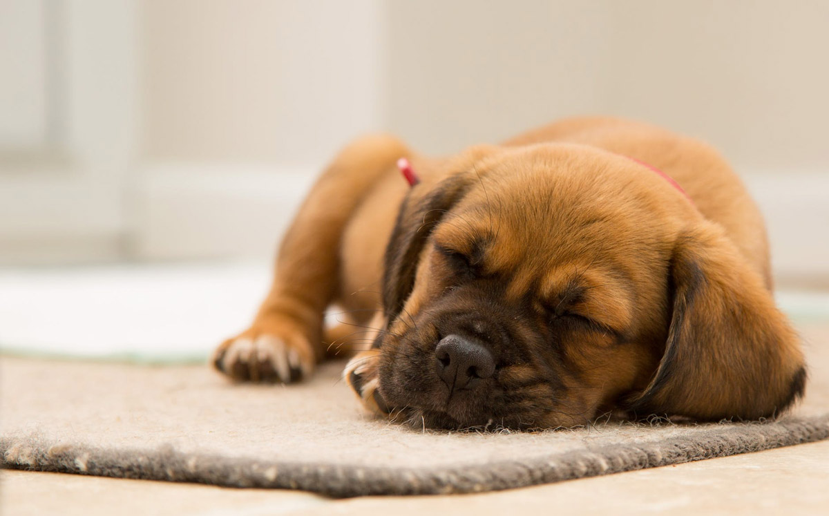 Doggy Distress: 6 Stress Signs to Look Out For