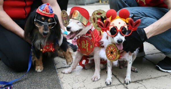 Dressing Up for CNY? Here’s a Guide to Introducing Costumes to Your Pet