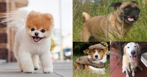 Farewell Boo: Remembering the Internet Doggos