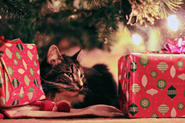 Feline Festivity: A Holiday Gift Guide for Cats