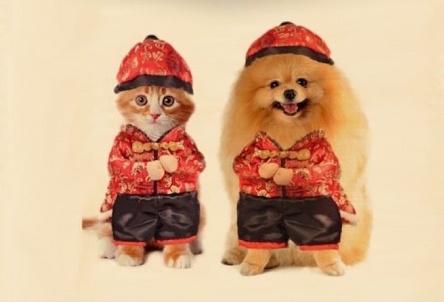 Festive Fun: 6 Chinese New Year Costumes for Your Pet