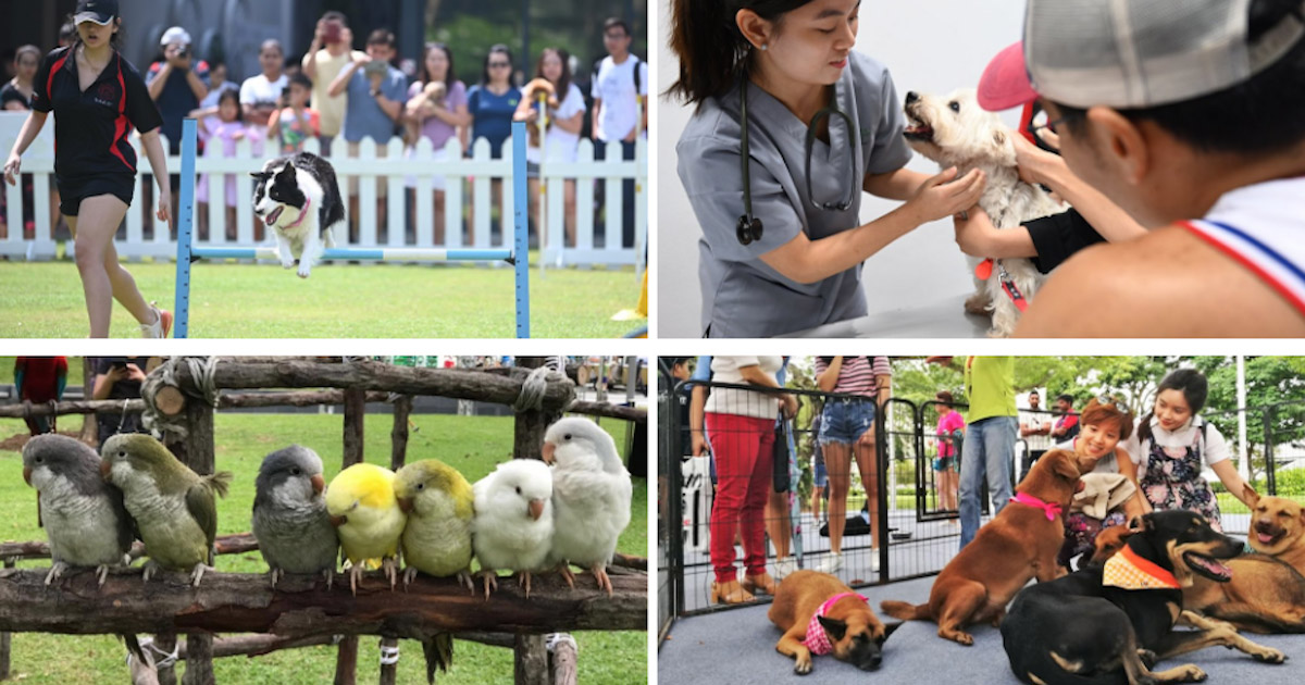 Free Pet Microchipping, Health Checkups & More are Back at NParks’ Pets’ Day Out Event!