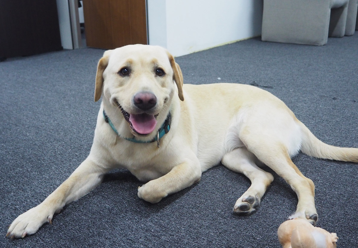 Guide Dogs Singapore Special: Meet Service Dog Clare and Handler Hong Sen
