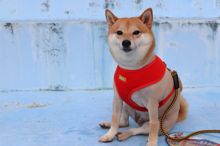  Harnesses VS. Collars: Which Is Better?