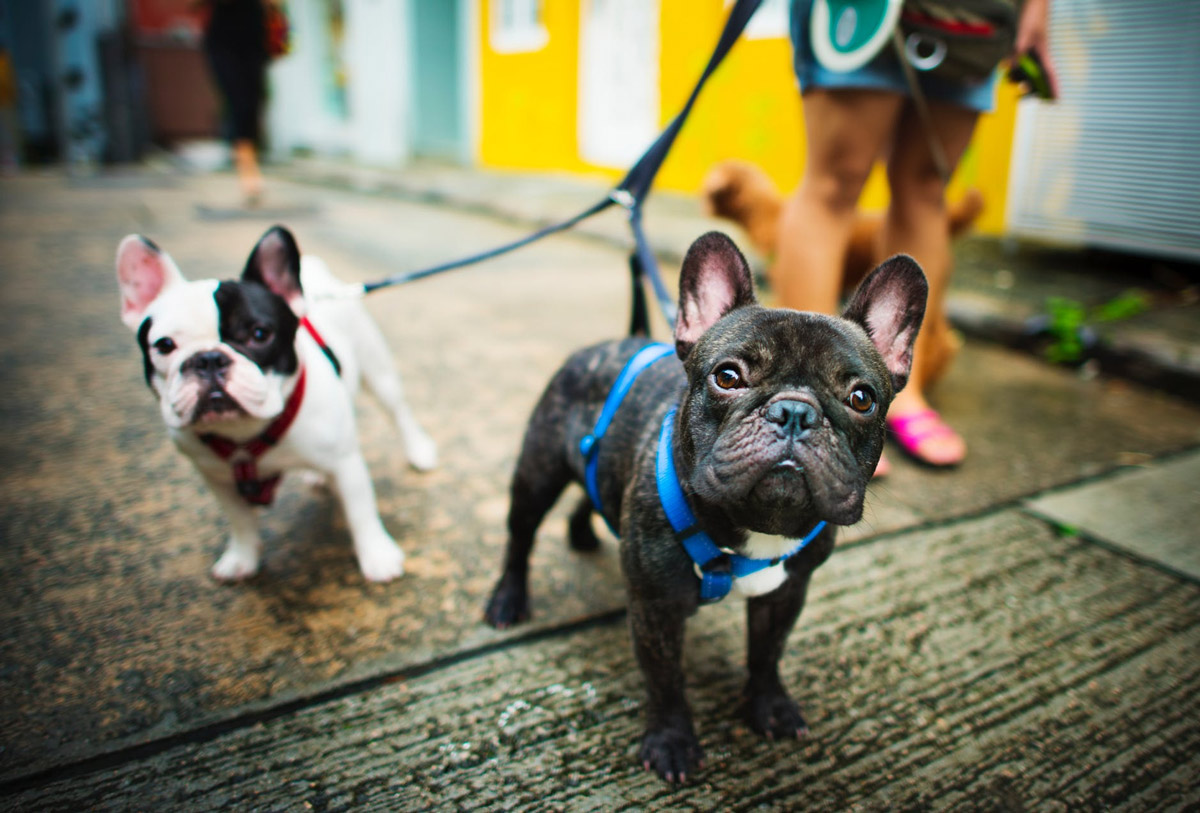 Harnesses VS. Collars: Which Is Better?