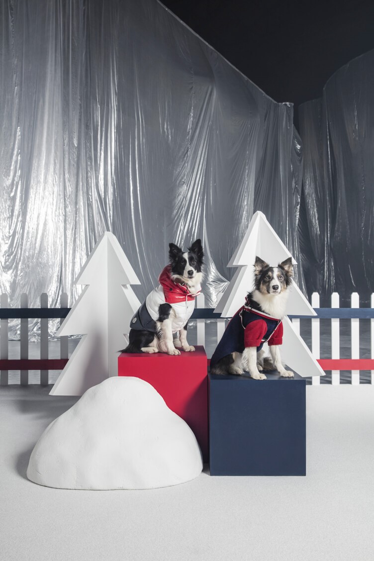 Haute Hound: Put Your Best Paw Forward with Moncler’s Canine Collection
