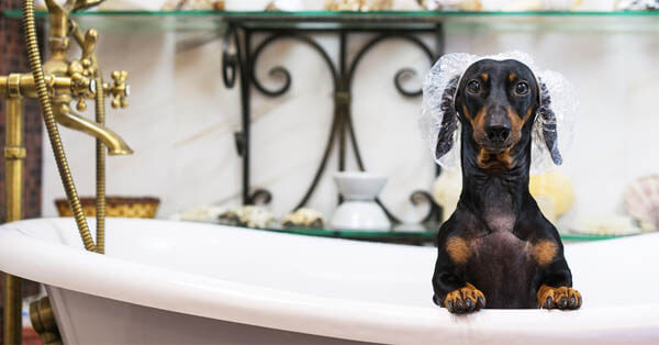 How-To: Finding the Perfect Pet Groomer