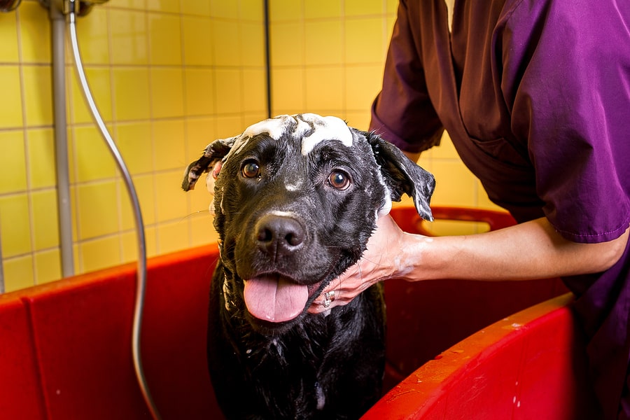 How-To: Preparing Your Pet for Its First Grooming Session