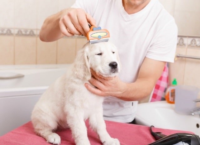 How-To: Preparing Your Pet for Its First Grooming Session