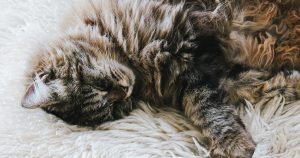 How to Tell if Your Cat Has Kidney Problems