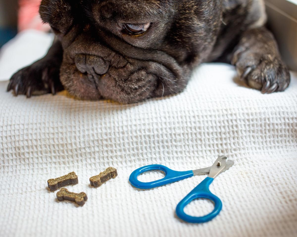 How To Trim Your Dog’s Nails Safely Without Stress