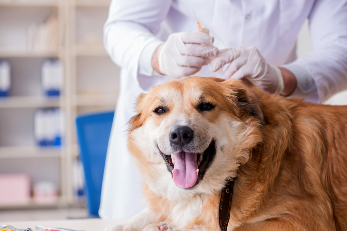 Lap Spay: The Better Spaying Alternative for Your Pets