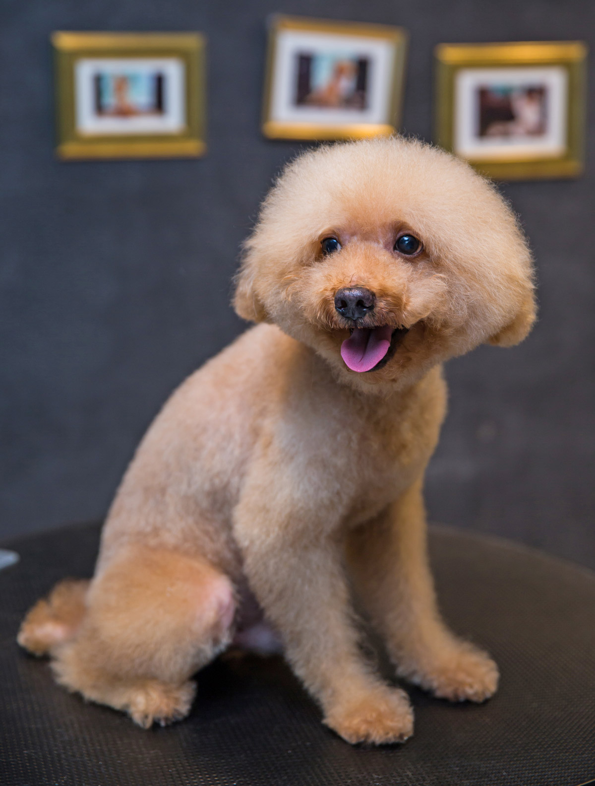 The Adorable Miniature Poodle