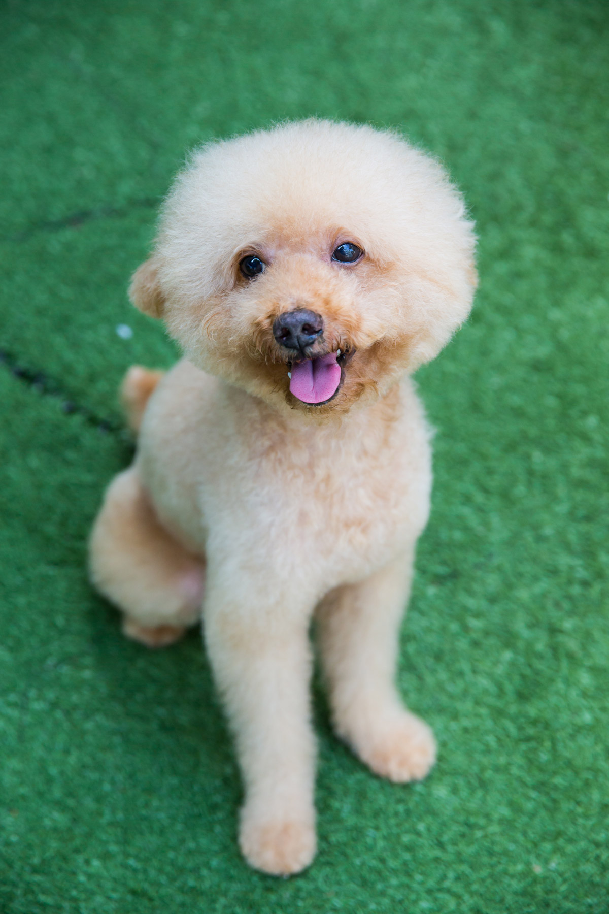 The Adorable Miniature Poodle