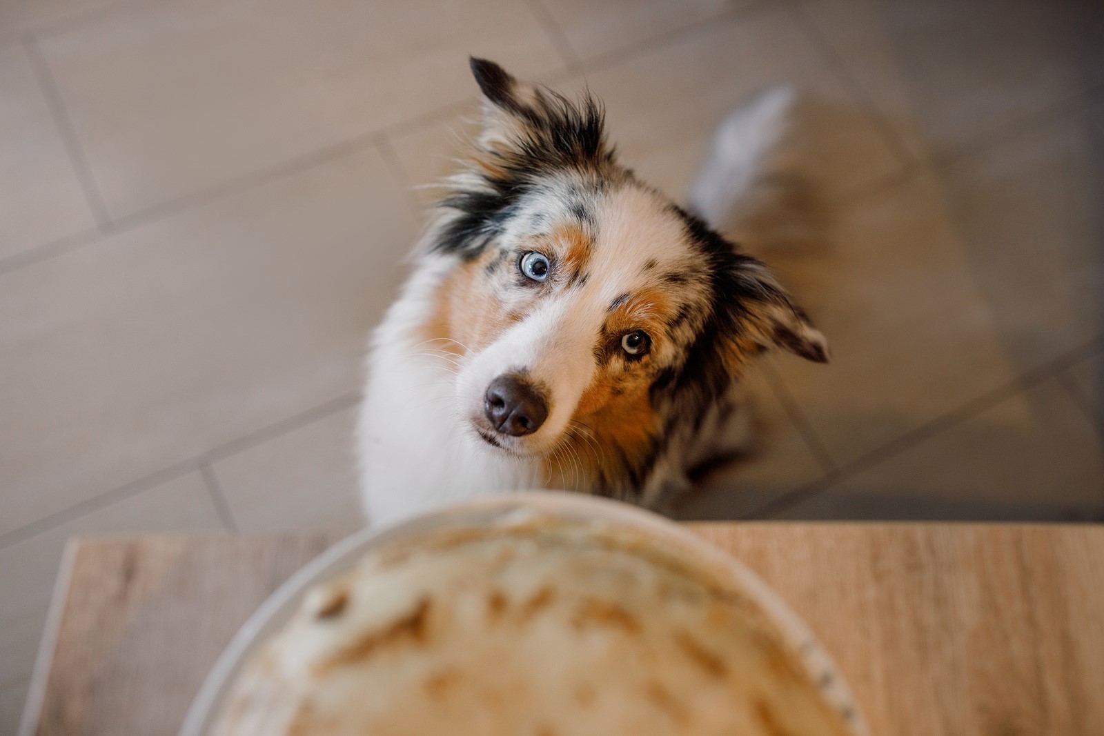New Year New Diet: 5 Benefits of Wet Food for Dogs
