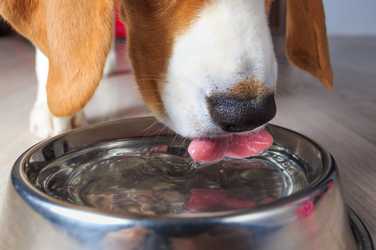 New Year New Diet: 5 Benefits of Wet Food for Dogs