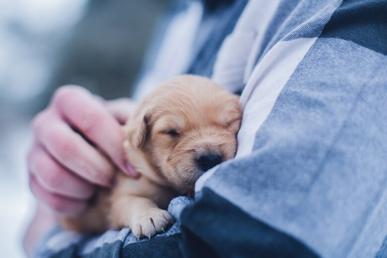 Puppy Care: Tips for Caring for Your Pet