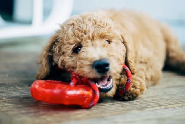 Puppy Prep: 5 Must-Have Items for First-Time Dog Owners